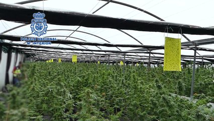 Intervenidos 2.180 kg de marihuana en Bizkaia