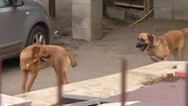 Muere un anciano de 87 años atacado por varios perros cuando entraba en la finca de un amigo