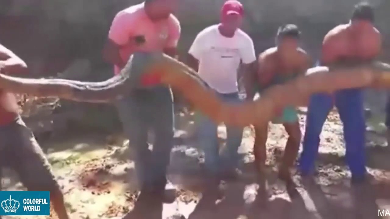 EXCAVATOR CATCH GIANT ANACONDA WHILE DIGGING