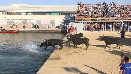 Denia celebra estos días sus polémicos Bous a la Mar