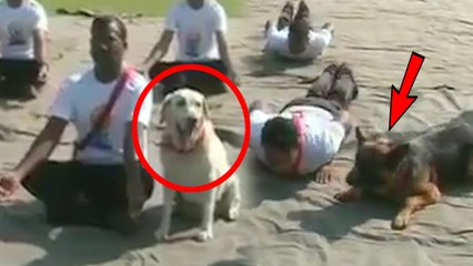 International Yoga Day | காஷ்மீரில் யோகா தினத்தில் அசத்திய ராணுவத்தின் மோப்ப நாய்கள்- வீடியோ