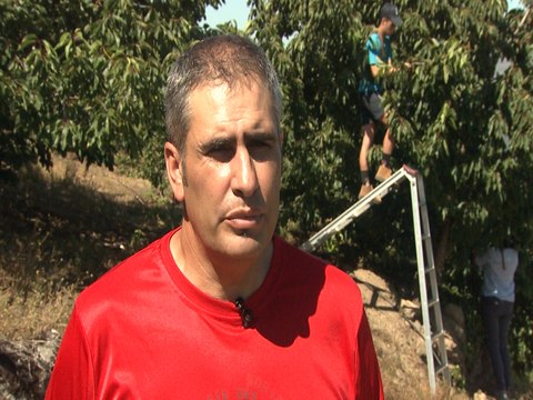 Picotas del Jerte con Denominación de Origen Protegida