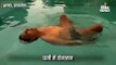 पानी में भी योग के करतब दिखाने में माहिर हैं हरीश चतुर्वेदी, रोज दो घंटे करते हैं अभ्यास
