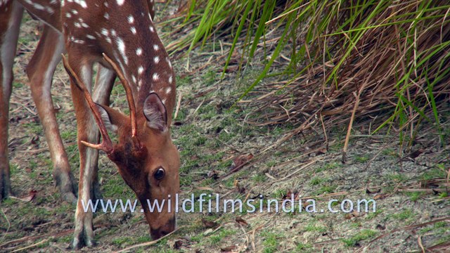 Critically Endangered Sundarban Mangrove Ecosystem - Beyond the Bengal Tiger. Cheetal (Spotted Deer), Lesser Adjutant Stork (breeding), Asian Small-Clawed Otter, Ruddy Kingfisher, Water Monitor Lizard, Salt Water Crocodile, Wildboar, Jungle foul.