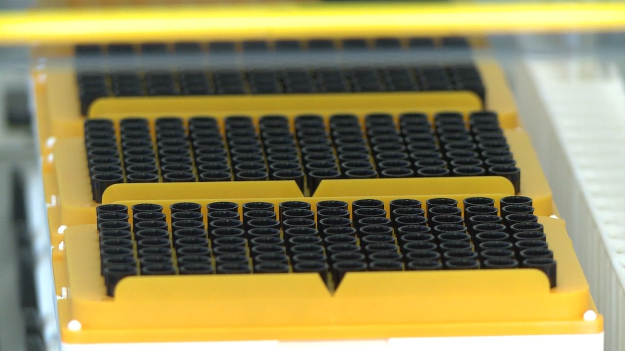 Genes que "saltan" entre especies de animales y plantas