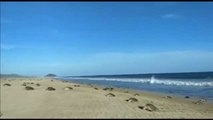 Miles de tortugas marinas llegan a las playas de Oaxaca, México, para comenzar a anidar