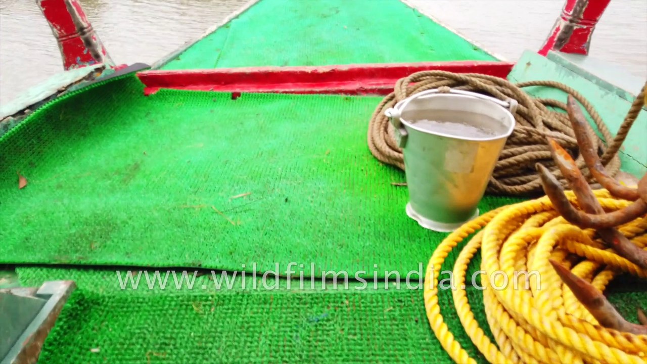 Floating in the Mangrover Delta under the  afternoon sun, The Sundarban is the largest halophytic mangrove forest in the world, consisting of various types of trees and shrubs that grow in saline waters and sediment habitats