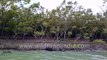 Rare and Endangered Mangroves  - Hetal (Phoenix paludosa) - of Sundarban Delta , exposed root system during low tide.  Enroute Dobanki Watch Tower , Bay of Bengal.  West Bengal. 4k stock footage