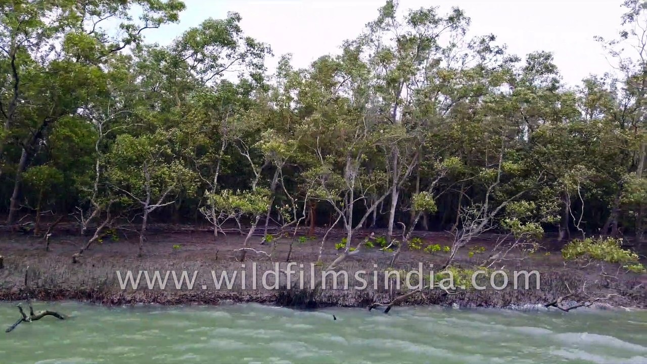 Rare and Endangered Mangroves  - Hetal (Phoenix paludosa) - of Sundarban Delta , exposed root system during low tide.  Enroute Dobanki Watch Tower , Bay of Bengal.  West Bengal. 4k stock footage