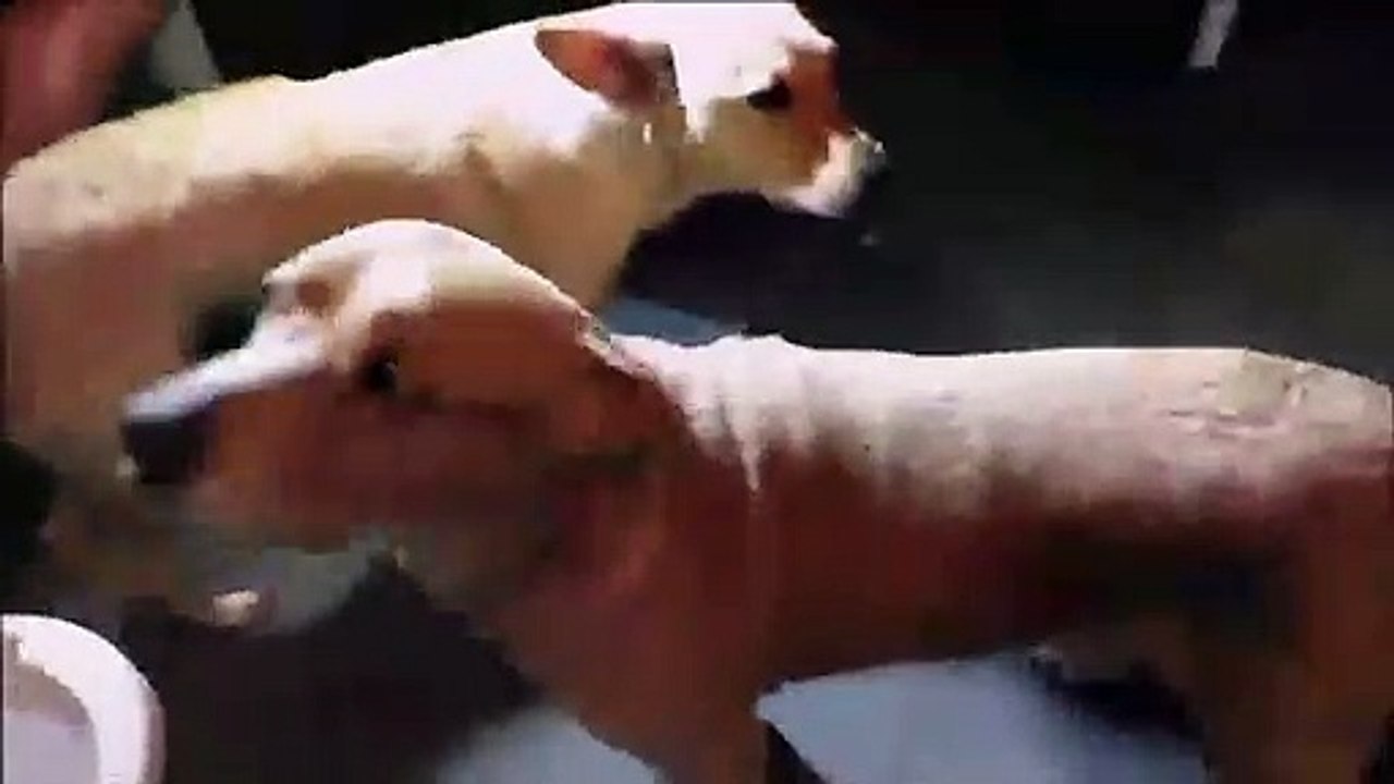 5 TRUE SCARY CARNIVAL STORIES