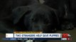 Two strangers help save puppies who were thrown into the canal