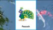 Birds Names With Pictures And Sounds For Kids By Coderays Technologies ...