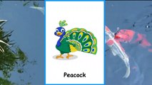 Birds Names With Pictures And Sounds For Kids By Coderays Technologies ...