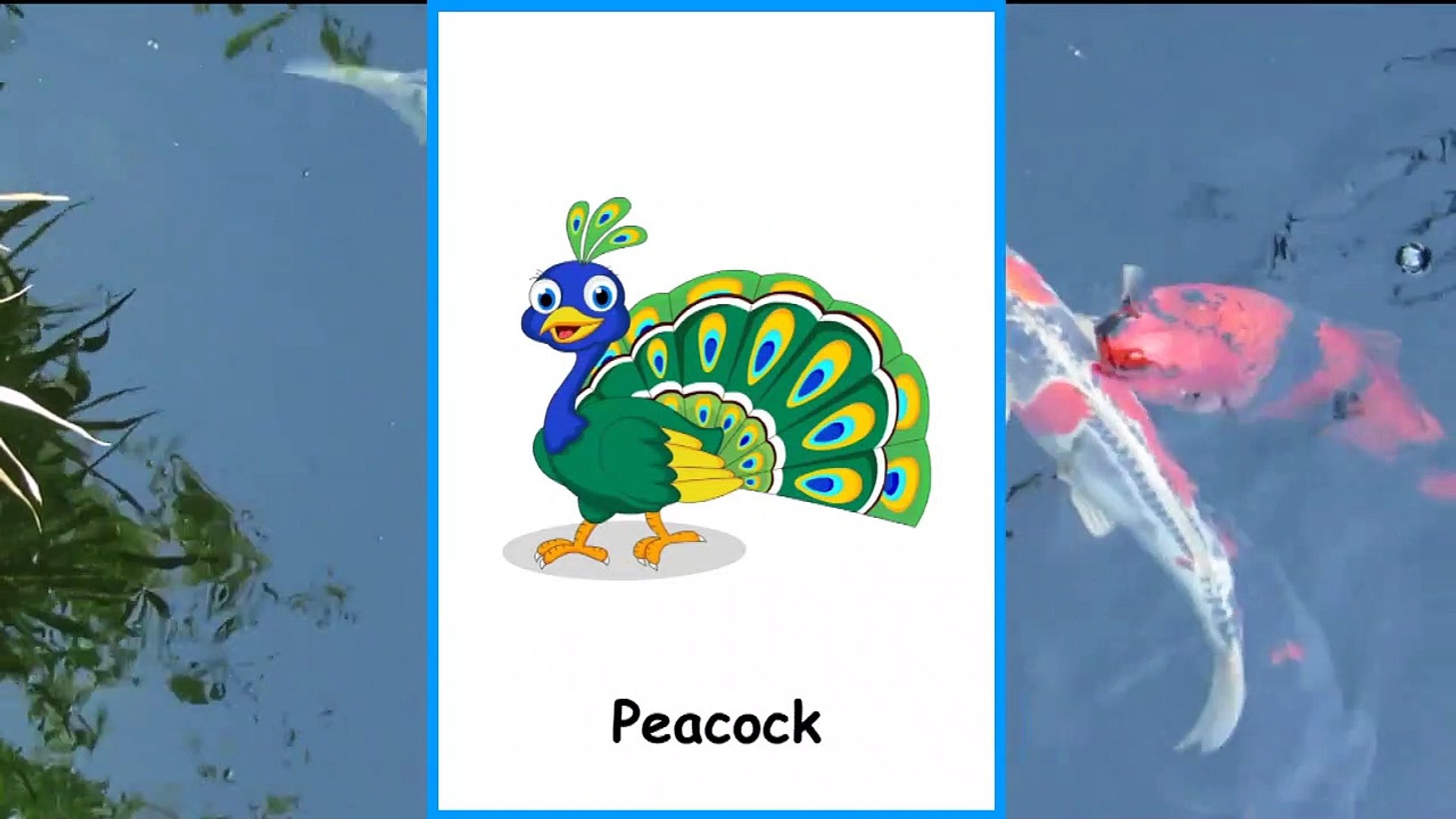⁣Birds Names With Pictures And Sounds For Kids By Coderays Technologies ...