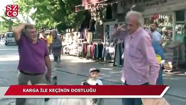 Yanından ayırmadığı keçisiyle evcilleştirdiği kargaları arkadaş oldu