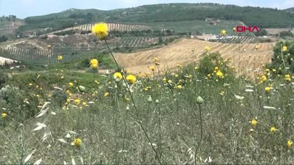 AYDIN Tülüşah'a koruma kalkanı
