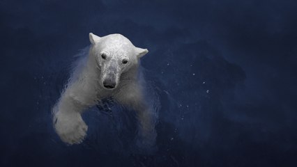 Encuentran un oso polar a 800km de su hábitat natural