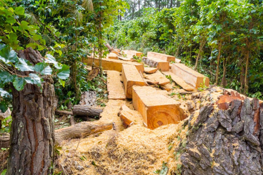 L'inquiétante disparition des forêts tropicales
