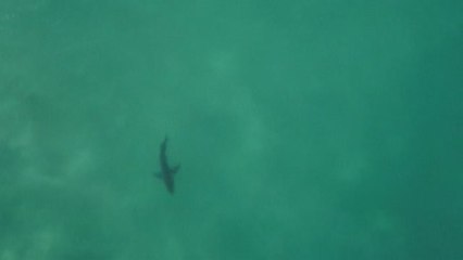 La aparición de un tiburón blanco en Sudáfrica pospone el Mundial de Surf