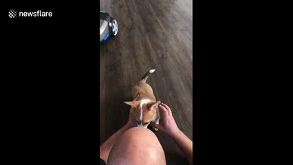 Netherlands puppy won't leave her owner alone