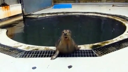 Compilation de phoques gris