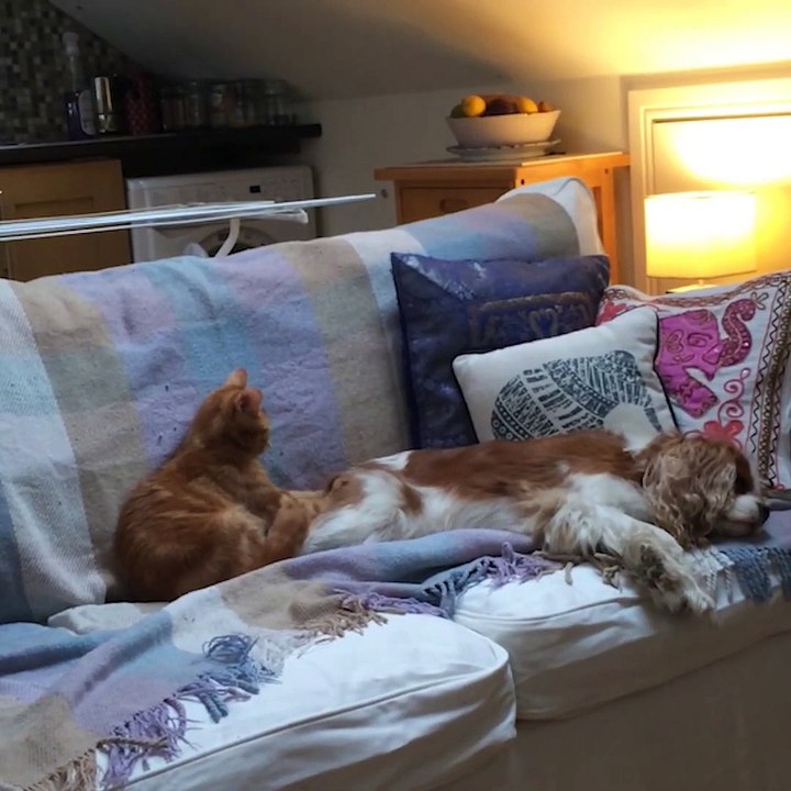 Massages d'animaux : le kiff ultime de la détente ! Compilation