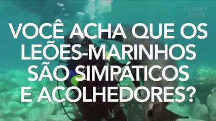 Um mergulhador é atacado por um leão-marinho (Vídeo)
