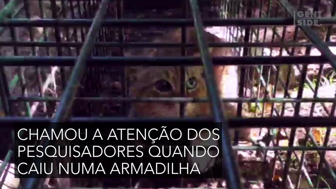 Espécie mística de gato é descoberta habitando ilha na França
