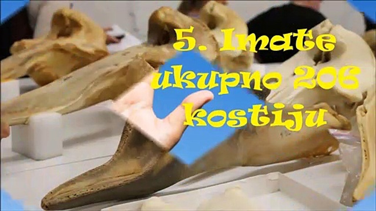 Ljudske Kosti u Brojkama