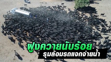 ฝูงควายนับร้อย ๆ ตัว รุมล้อมรถแจกจ่ายน้ำ