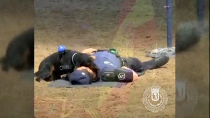 Poncho, el perro que se hizo famoso por intentar reanimar a su instructor, también anima a la selección