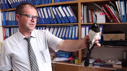 AFYONKARAHİSAR Yaralı saksağan tedavi edilerek korumaya alındı