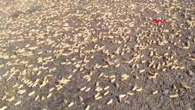 ŞANLIURFA Siverek kırsalında çekirgeler yine ortaya çıktı