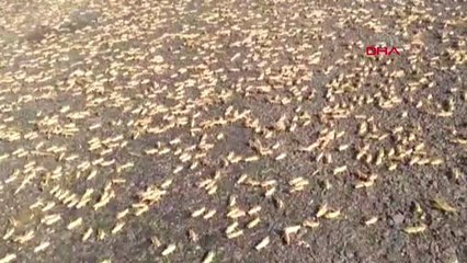 ŞANLIURFA Siverek kırsalında çekirgeler yine ortaya çıktı