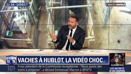 Vaches à hublot, la vidéo choc