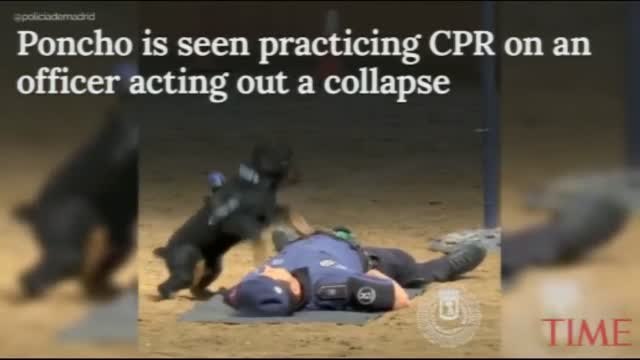 Un perro de explosivos enseña en una exhibición cómo realizar una correcta reanimación cardiovascular