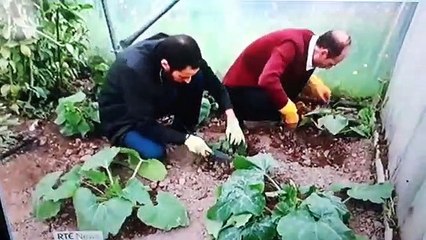 RTE support third world plantations in Ireland literally