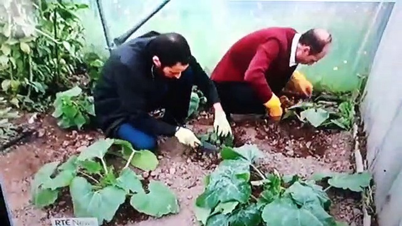 RTE support third world plantations in Ireland literally