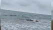 Rescatan a una cría de ballena varada en la playa de la localidad guipuzcoana de Zarautz