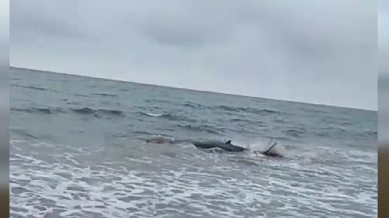 Rescatan a una cría de ballena varada en la playa de la localidad guipuzcoana de Zarautz