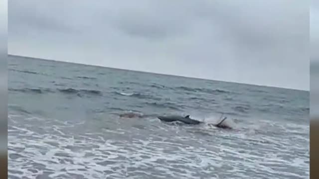 Rescatan a una cría de ballena varada en la playa de la localidad guipuzcoana de Zarautz