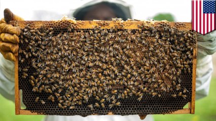 Honeybee colonies on the decline in the U.S., report finds
