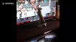 'Kitty fighter' attempts to join in video game wrestling match on TV