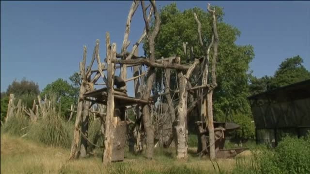 Helados de fruta para los animales del zoo de Londres