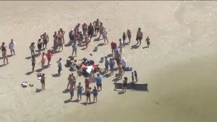 La colaboración ciudadana ayuda a 3 manatíes varados a volver al mar en Florida (EEUU)