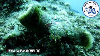 Keşiş Yengeci / Dardanus arrasor ve Caliactis parasitica