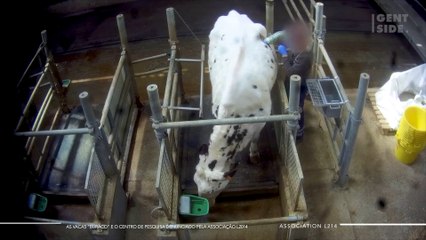 As vacas “buraco” e o centro de pesquisa denunciado pela associação L2014