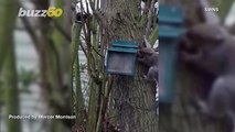 Watch Squirrel Pop Out of Box of Nuts ‘Like a Jack in the Box’ to Protect Its Food Stash