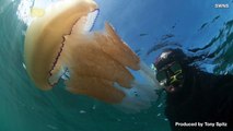 Thousands of Jellyfish Keep Washing Up on Beaches Around the World