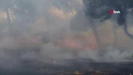 Gaziantep'teki orman yangın kontrol altına alındı